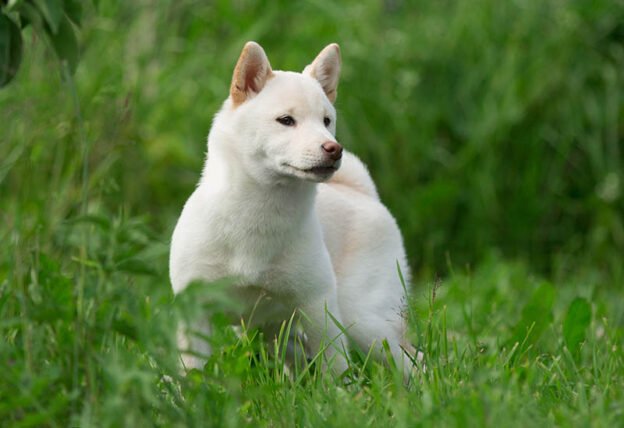 <div>Cream Shiba Inu: Facts, History & Origin (With Pictures)</div>