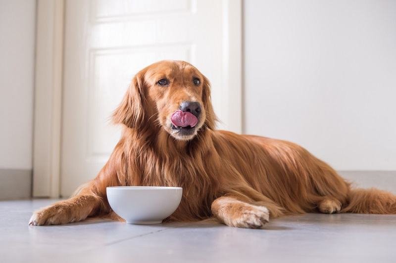 100+ Food Names for Dogs: Scrumptious Options for Your Pup