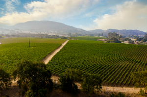 Coombsville 2020: top Cabernets from this Napa AVA