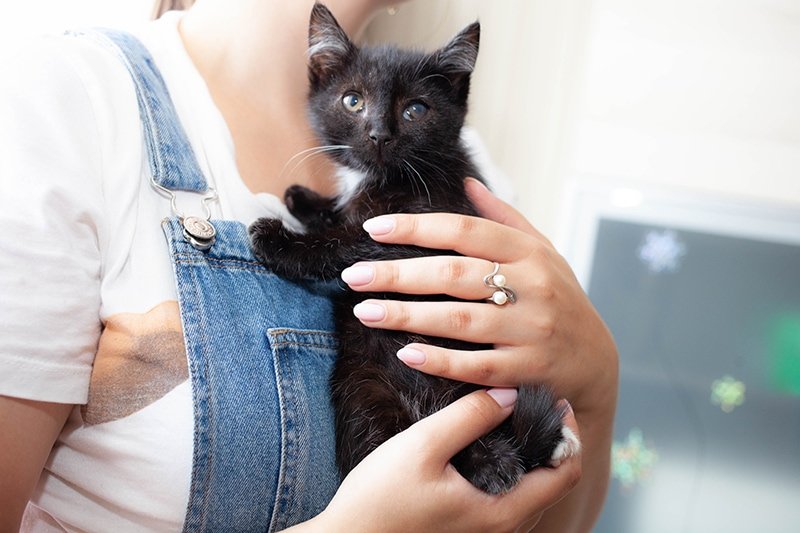 How to Hold a Kitten: 5 Vet Approved Things To Consider