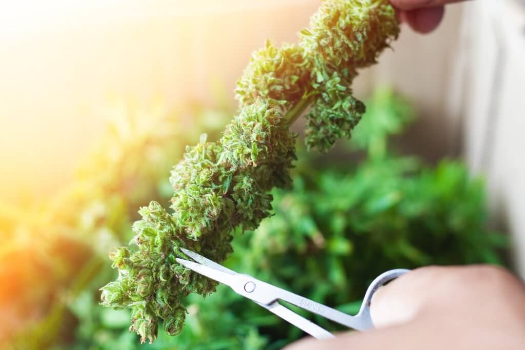 Trimming Cannabis Plants