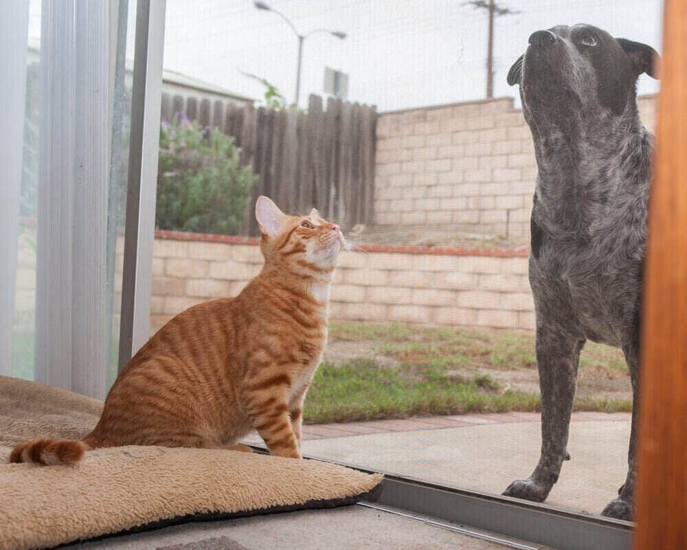 How Do I Keep My Cat From Using the Dog Door? 10 Effective Tips