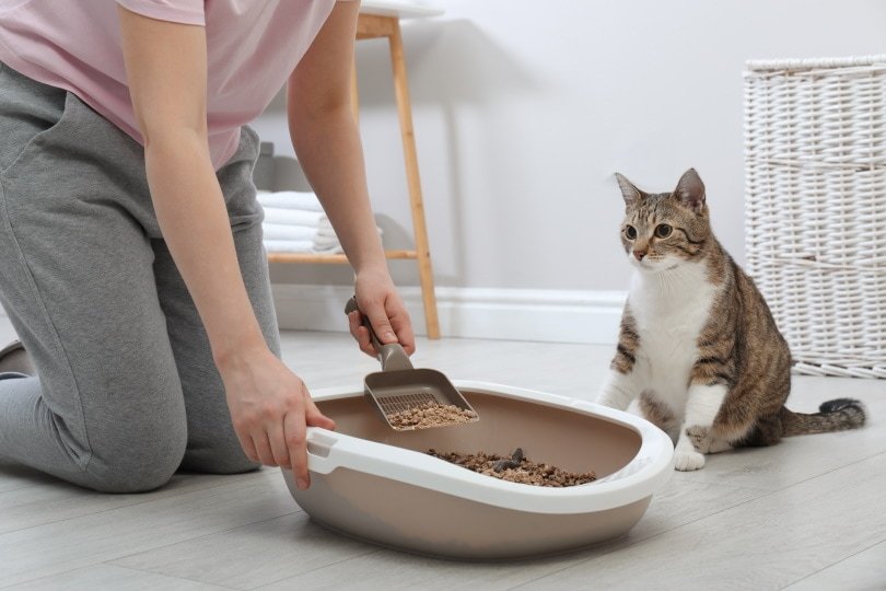 How to Litter Train an Older Cat: 7 Expert Tips