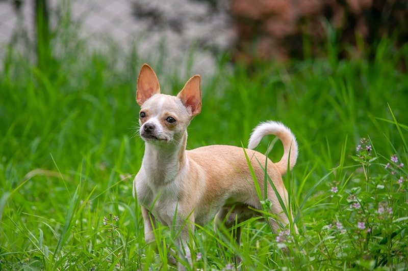 <div>International Chihuahua Appreciation Day 2023: When & How It’s Celebrated</div>