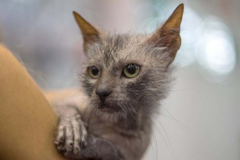 Lykoi Cat Price: How Much Do They Cost? 2023 Guide