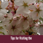 UW Cherry Blossoms – Everything You Need To Know for a Great Visit!