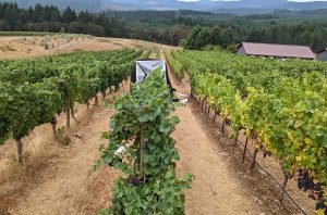 Spray to prevent wildfire smoke taint in wine shows promise