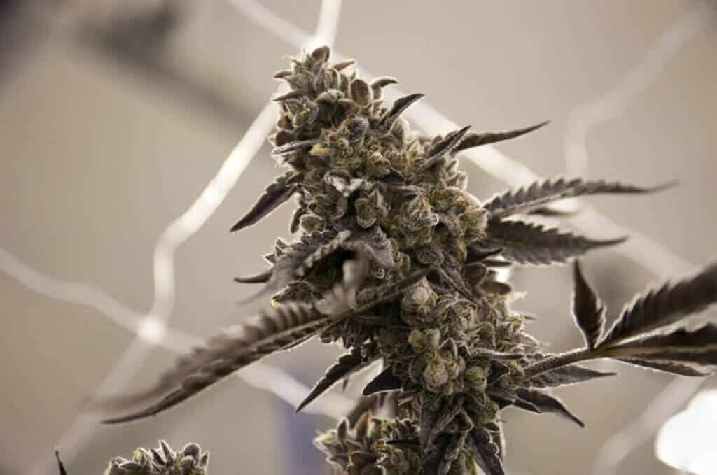 Common Myths About Autoflowers