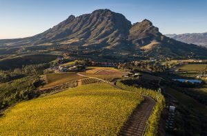Stars of Stellenbosch: Top South African wines unveiled