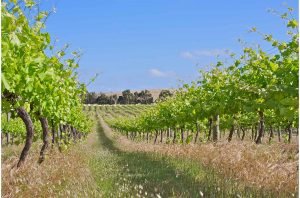 Katherine Cole: ‘Steiner’s biodynamic viticulture thrives, despite outrageous statements that have come to light’