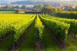 The UK now boasts more than 1,000 vineyards