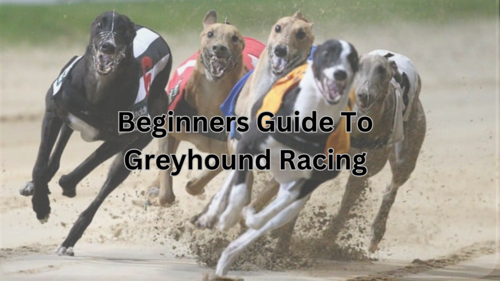 The Ultimate Guide to Greyhound Betting: Tips and Strategies for Beginners