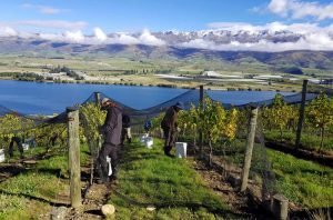 Exploring the terroir and stylistic evolution of Central Otago Pinot Noir