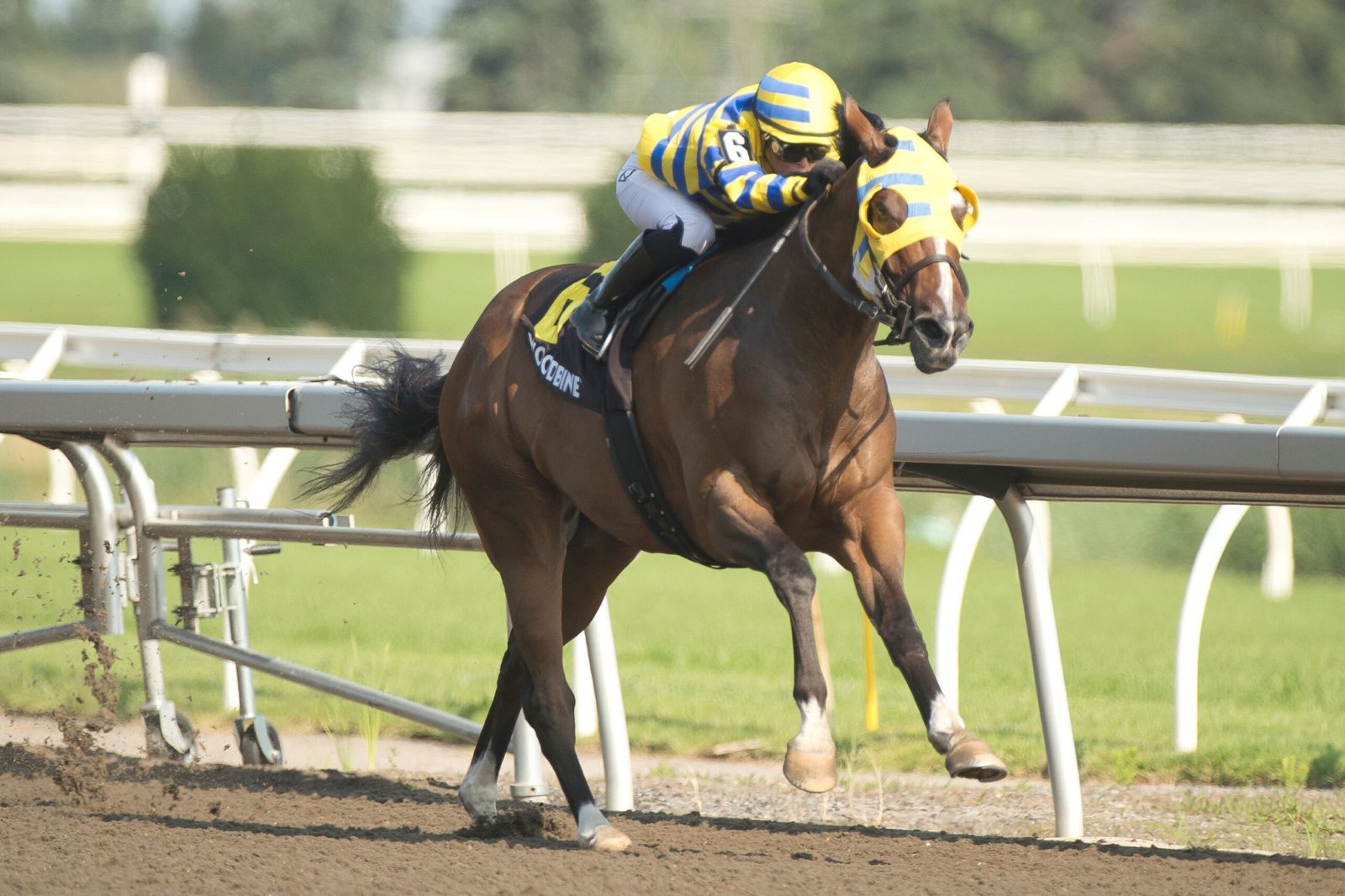 Top 3 Woodbine Weekend Highlights (July 27-28)