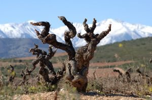 Walls: Roussillon’s old vines are its best drought defence