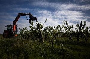 <div>Bordeaux vineyard ‘grubbing up’ scheme hampered by weather</div>