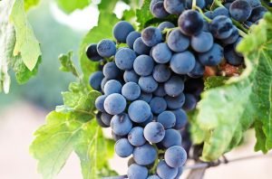 Dinosaur extinction set scene for grapes, suggests study