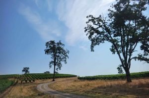 Oregon vintage report: Tricky Willamette Valley 2022 sticks the landing