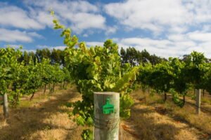 Ned Goodwin MW: In pursuit of regional identity in Australian Chardonnay