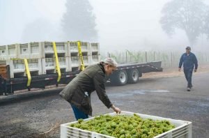 <div>Oregon’s Willamette Valley 2022: Chardonnay report and 20 wines to try</div>