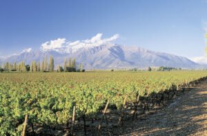 Chile: The long, thin country of iconic red wines