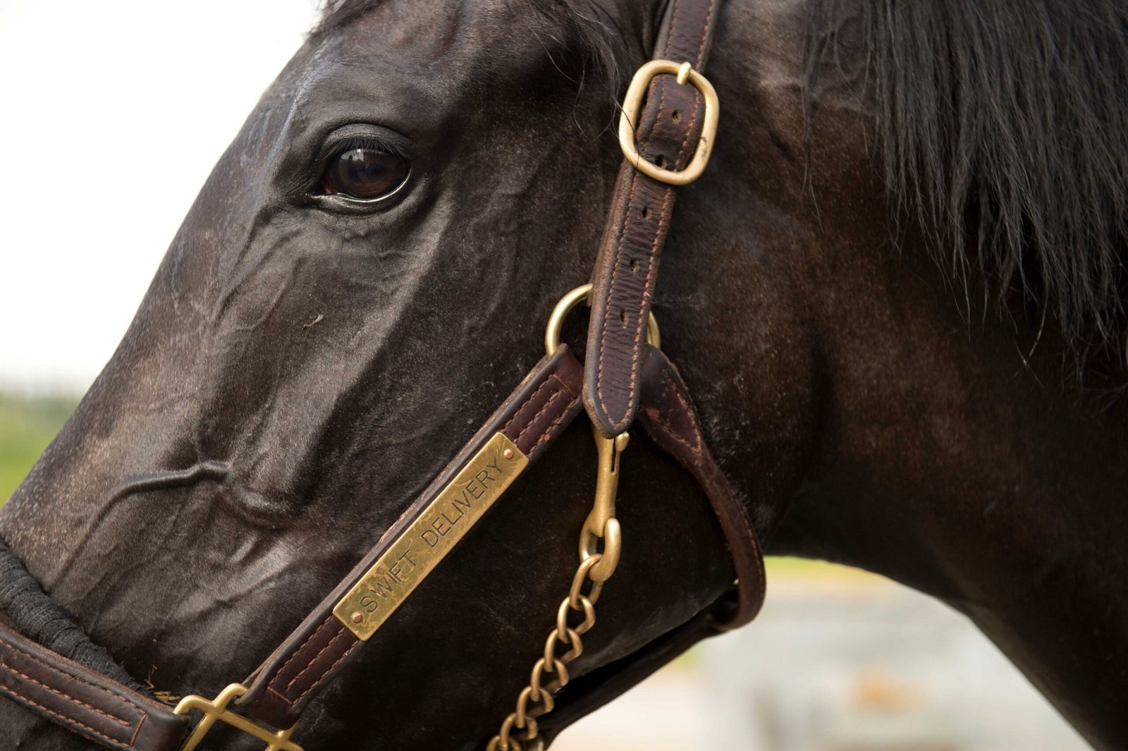 Swifties unite: Travis Kelce-owned Swift Delivery to race Saturday at Woodbine