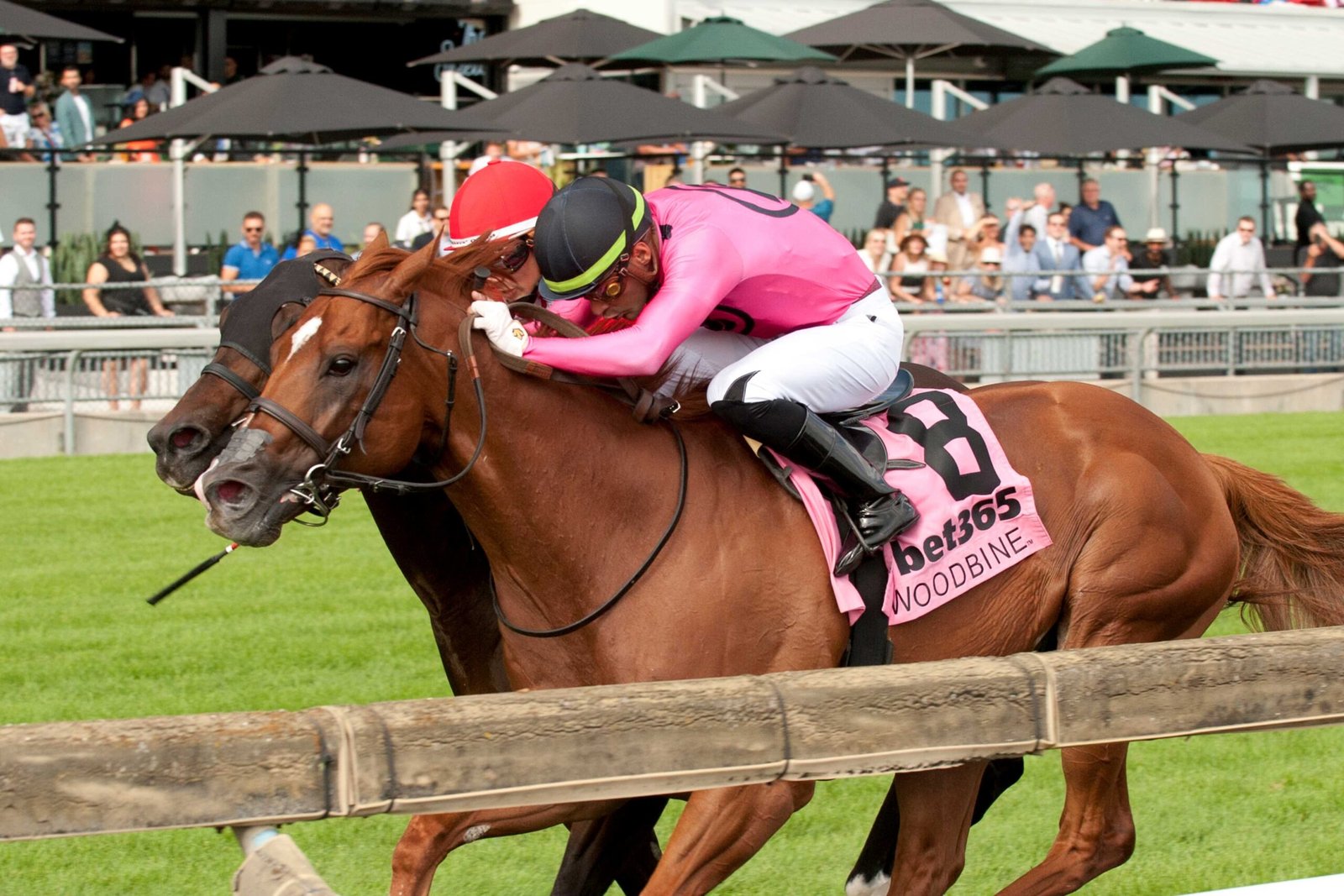 Filo Di Arianna (BRZ) punches ticket to Woodbine Mile with gutsy bet365 King Edward Stakes score