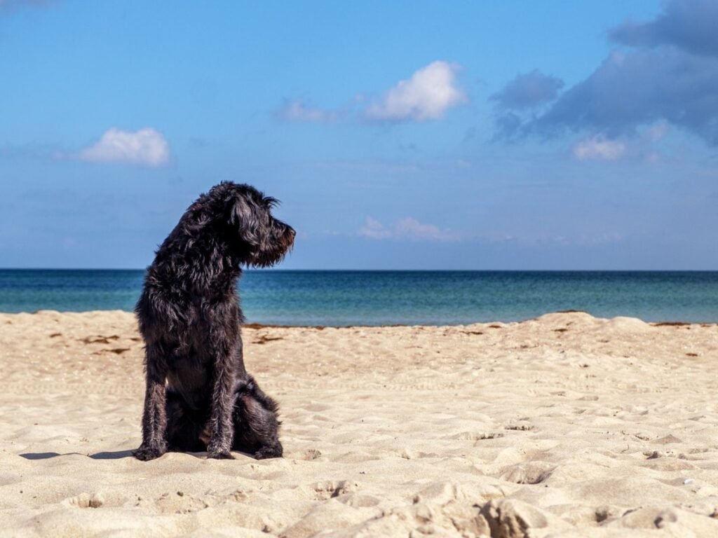 What are the best dog-friendly beaches in the UK?