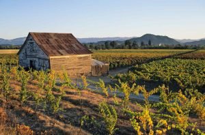 Sonoma County: 2021 vintage report