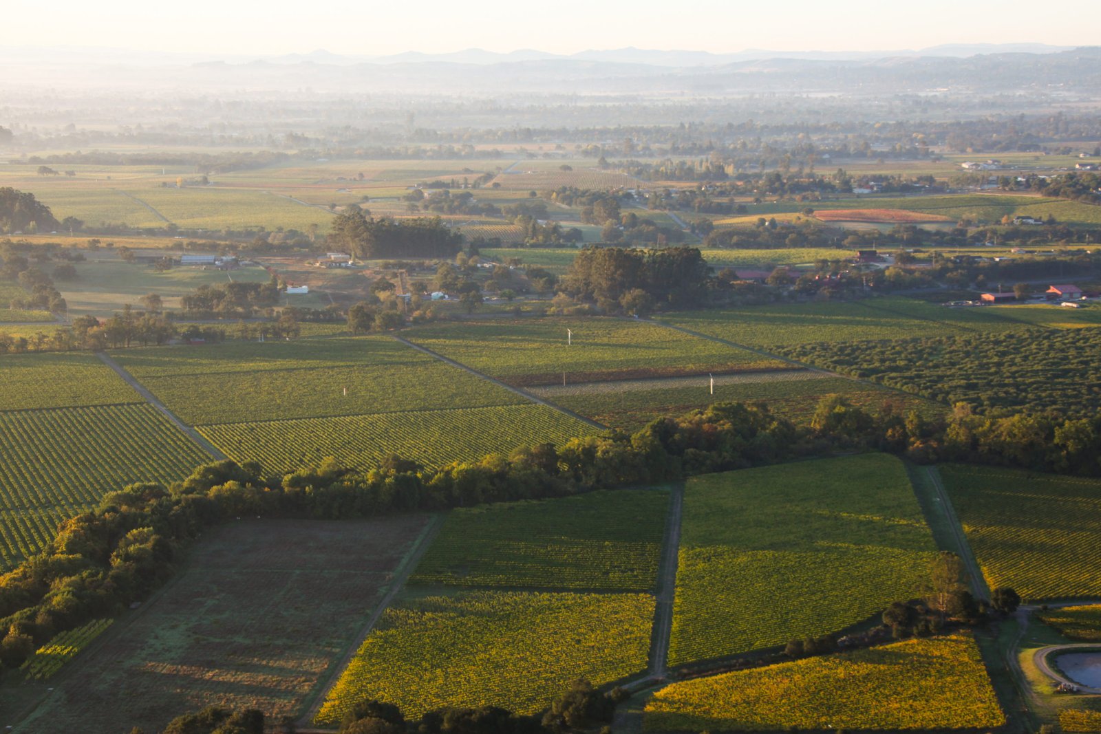 Concrete Egg Vessels Help Elevate Jordan Chardonnay to New Heights