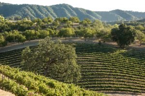 <div>Exploring Willow Creek: Paso Robles’ coolest sub-region</div>