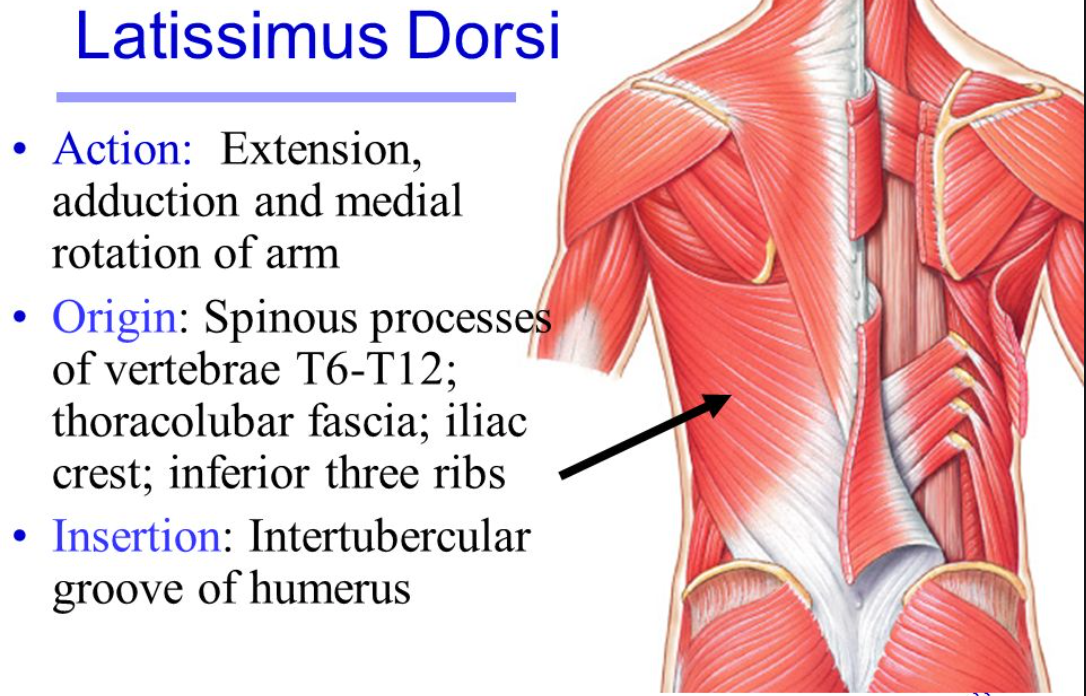 Lat Pulldowns Don’t Train The Lats?  Debunking This Dubious Lat Pulldown Claim…