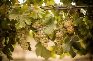 <div>A place in the sun: The Rhône’s white grapes take root in Australia</div>