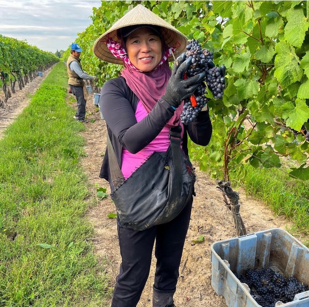 As harvest begins another huge grape surplus looms in Niagara