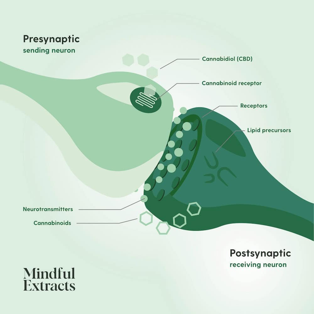 Understanding the Endocannabinoid System: The Key to Your Body’s Balance