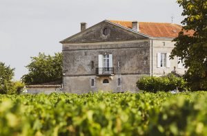 French winemakers renew battle with mildew in 2024 