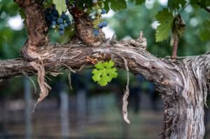 Napa Valley Cabernet 2021: Top wines from Oakville