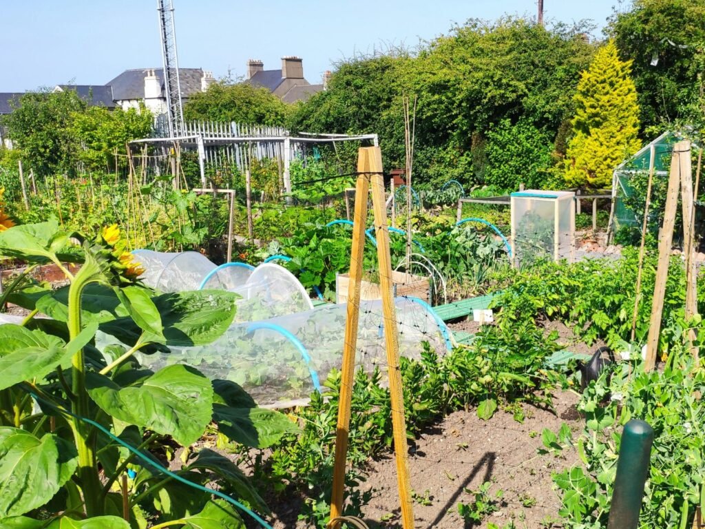 How to plan your allotment space