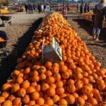 <div>Best Fall Festivals 2024 & Favorite Pumpkin Patches In Washington!</div>