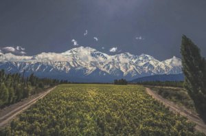 Argentina: A vine resource for the wine world?