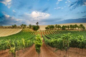 Ribera del Duero adopts the new old ways