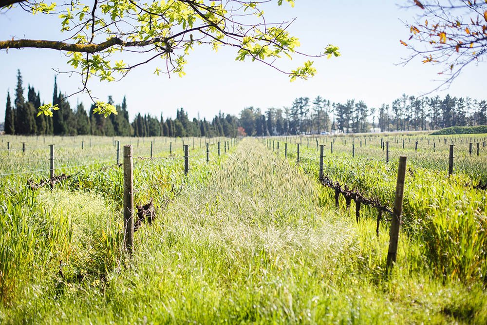 The Role of Winter Cover Crops in Vineyard Health