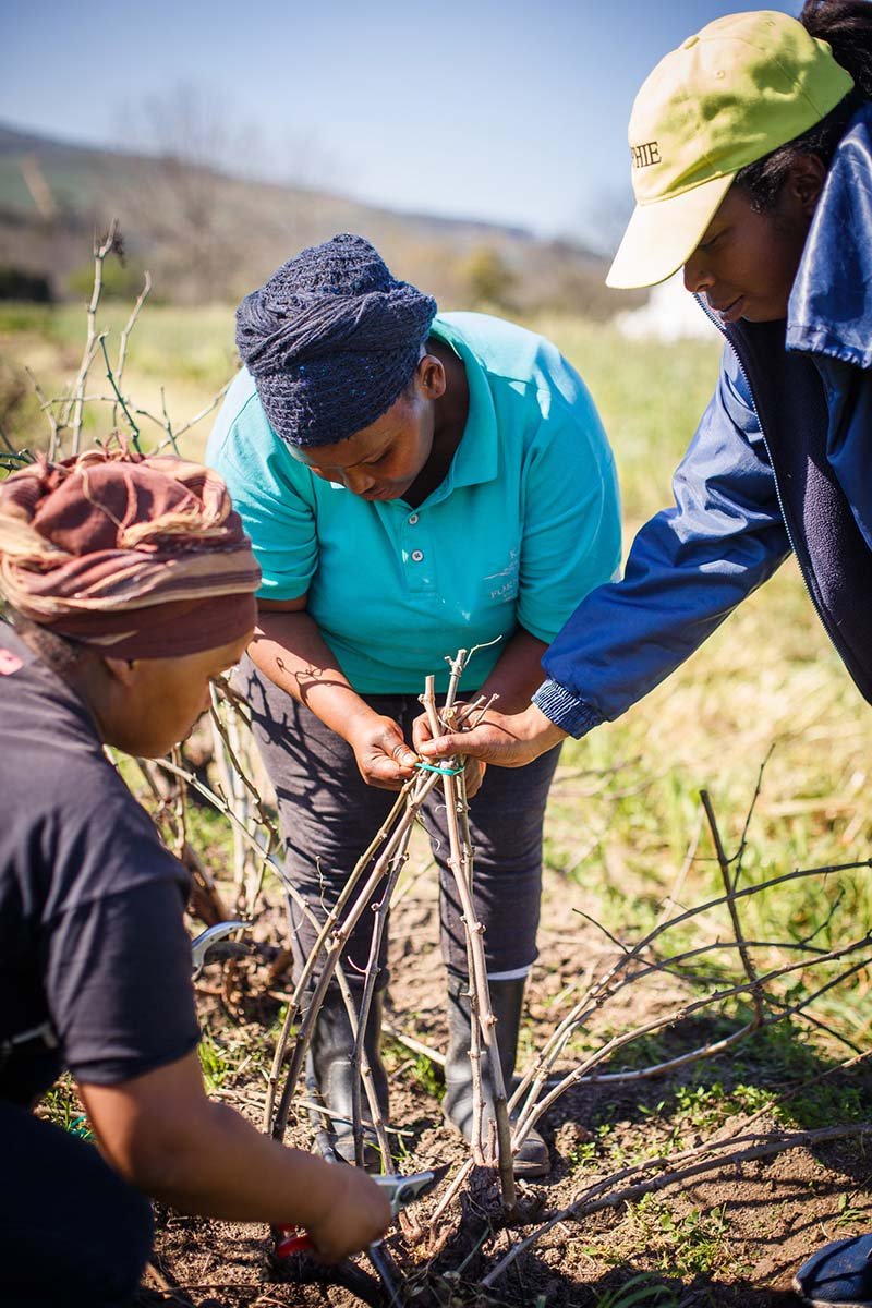 The Art and Science of Pruning Vines