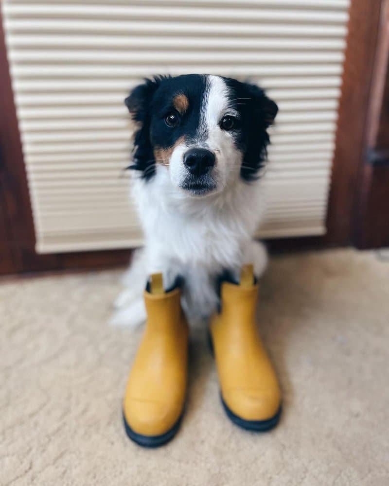 <div>Merry People Boots: Embrace Comfort, Durability & Style On Your Dog Walks</div>