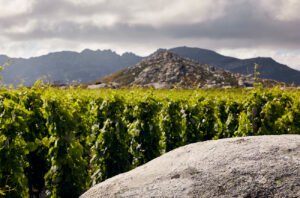 T-Oinos: A winemaking renewal in the Cyclades