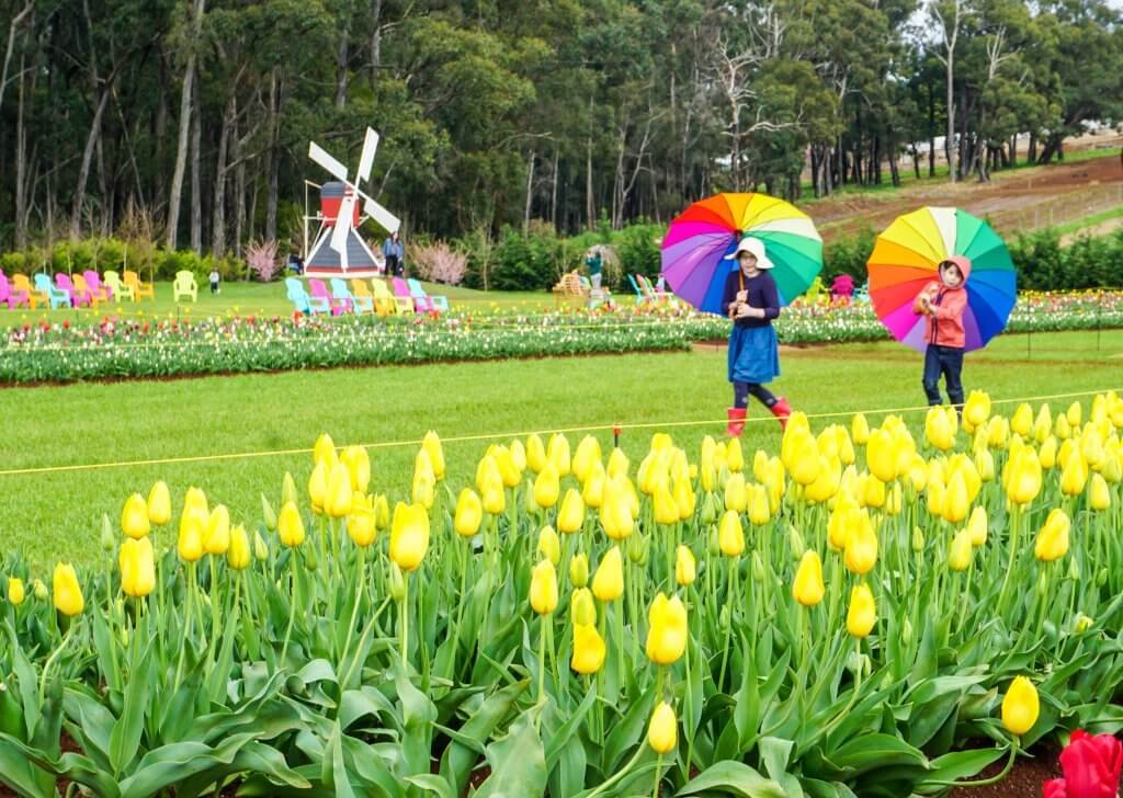 Tesselaar Tulip Festival, Silvan