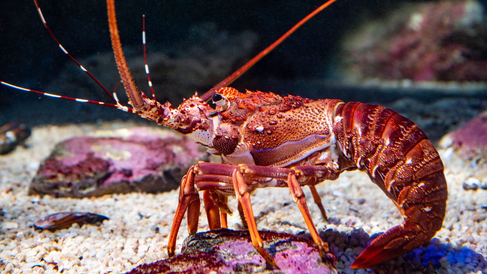 Despite Their Name, Rock Lobsters Are Not Lobsters