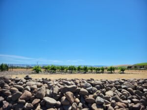 Columbia Valley 2021 vintage report: Overview of Washington and Oregon plus top scoring wines