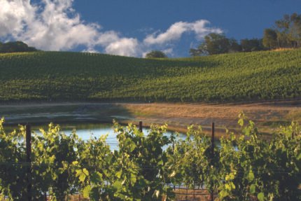 Bucking the Trend: How Dry Creek Vineyard Remains Family-Owned in a Corporate Wine World