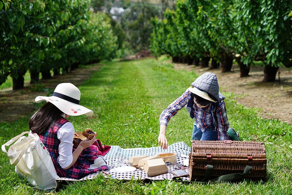 Cherryhill Orchards, Wandin East: Pick Your Own Cherries!